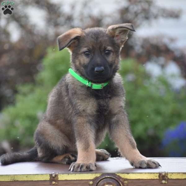 Lennie, German Shepherd Puppy